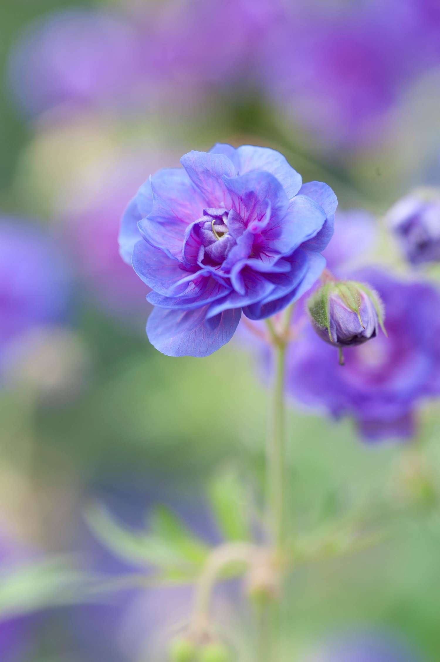 Kurjenpolvi 'Plenum'